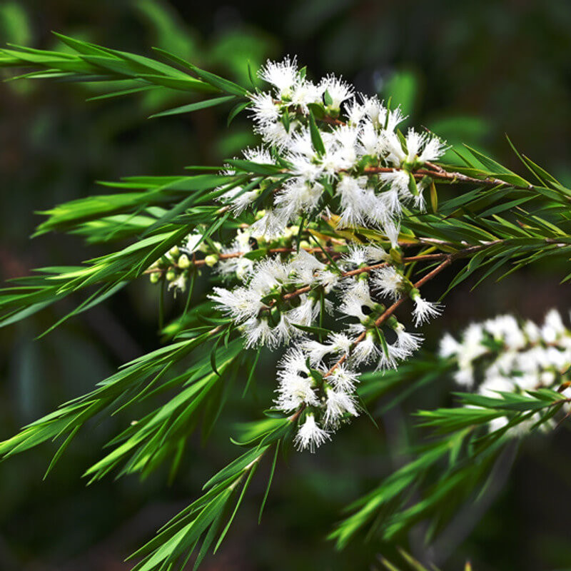 Tea Tree Essential Oil